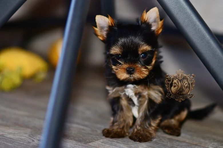 Yorkshire Terrier