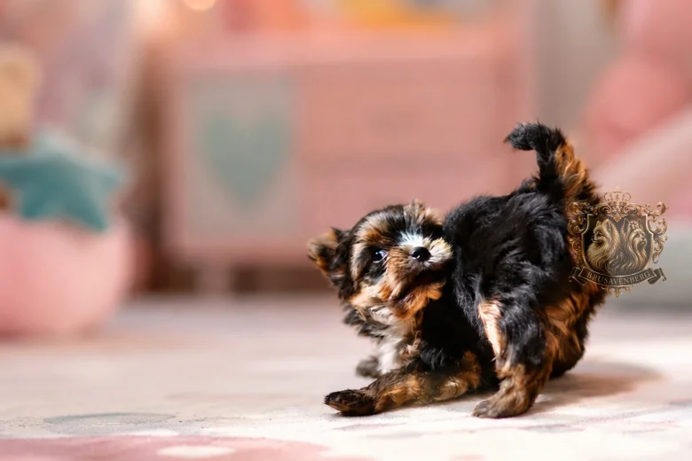 Yorkshire Terrier