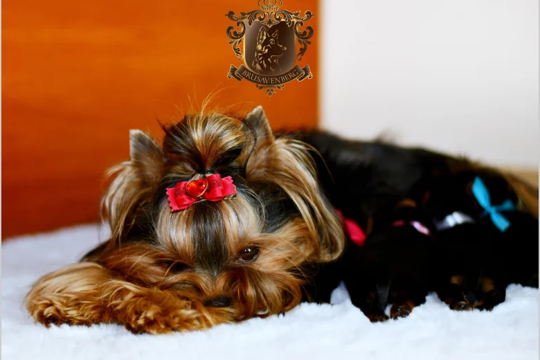 Yorkshire Terrier