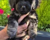 Mixed Breed