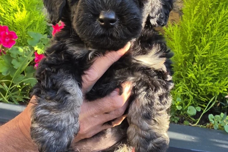 Mixed Breed