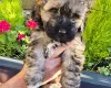 Mixed Breed