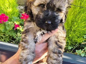 Mixed Breed