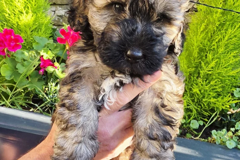 Mixed Breed