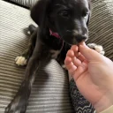 Mixed Breed