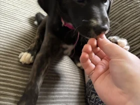 Mixed Breed
