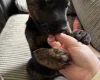 Mixed Breed