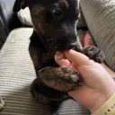 Mixed Breed
