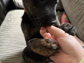 Mixed Breed