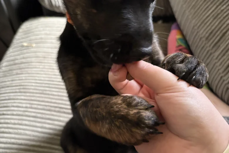 Mixed Breed