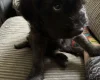 Mixed Breed