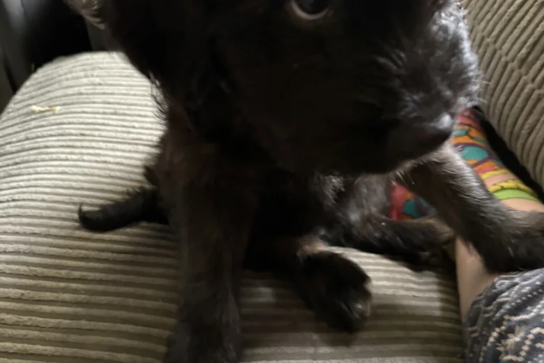 Mixed Breed