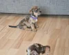 Mixed Breed