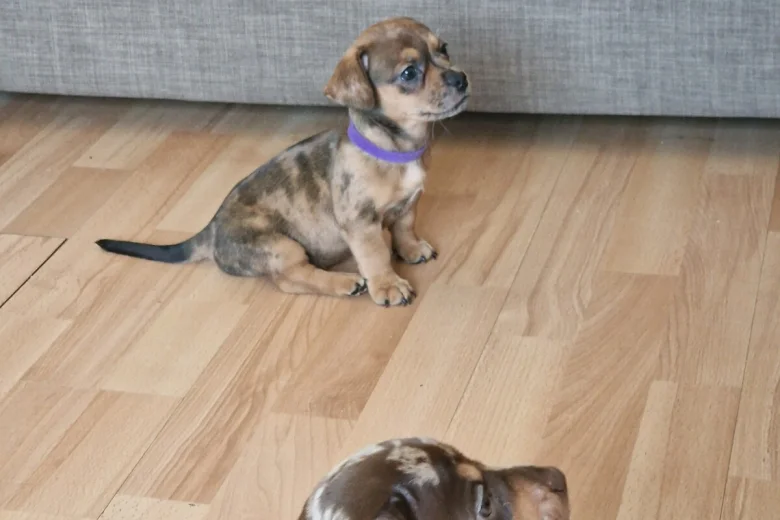 Mixed Breed