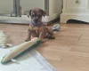 Mixed Breed