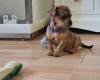 Mixed Breed