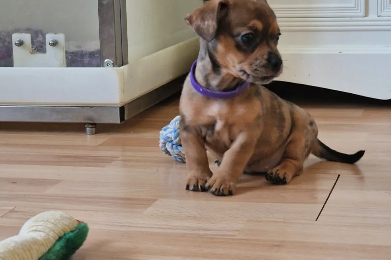 Mixed Breed