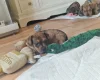 Mixed Breed