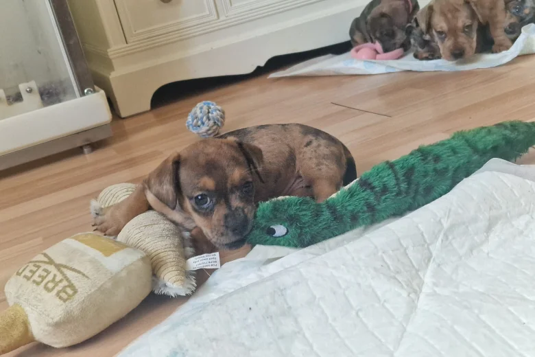 Mixed Breed