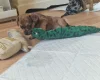 Mixed Breed