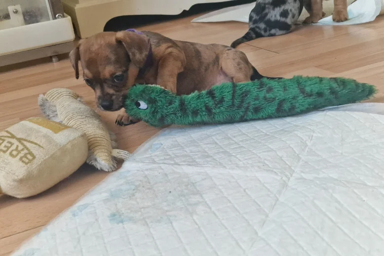 Mixed Breed