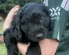 Mixed Breed