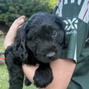 Mixed Breed