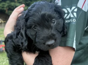 Mixed Breed