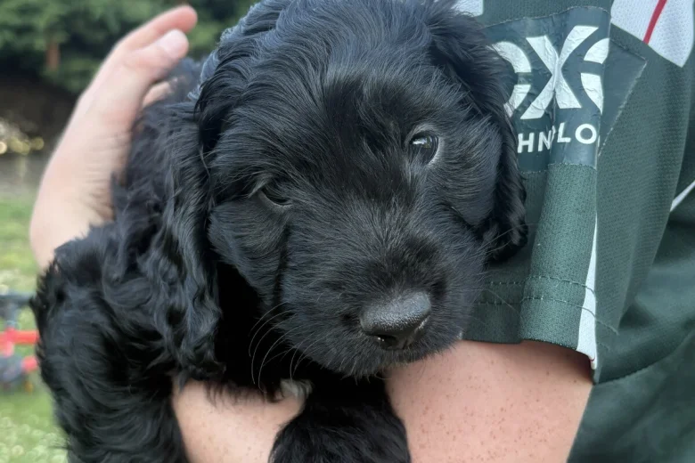 Mixed Breed