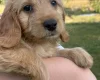 Mixed Breed