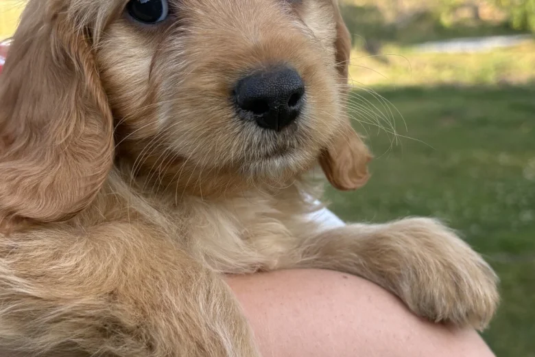 Mixed Breed