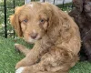 Mixed Breed