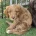 Mixed Breed