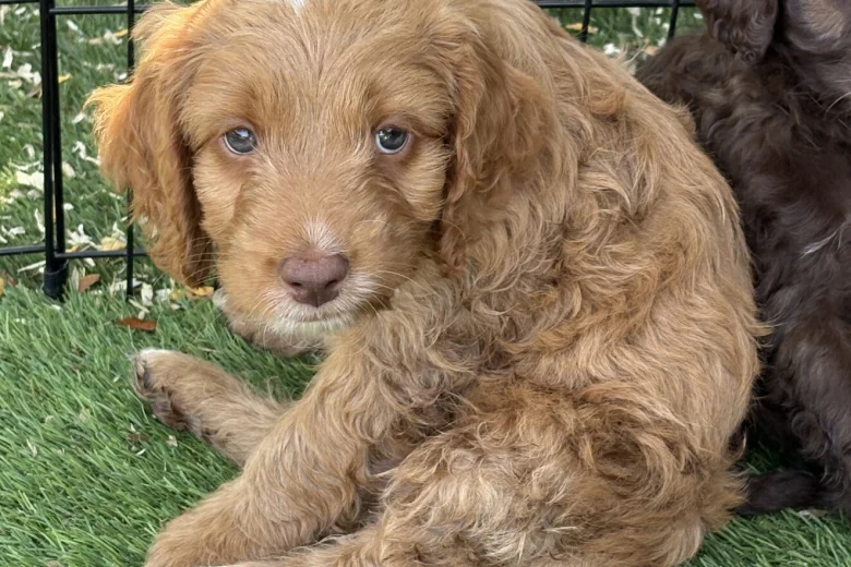 Mixed Breed