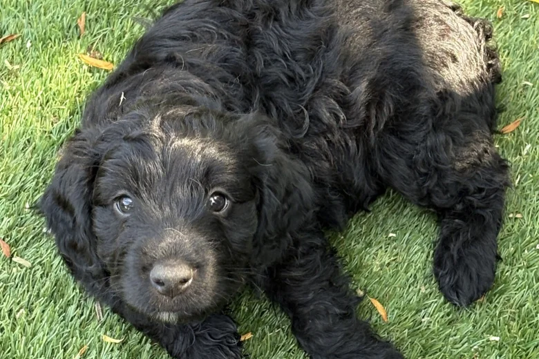 Mixed Breed