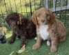 Mixed Breed