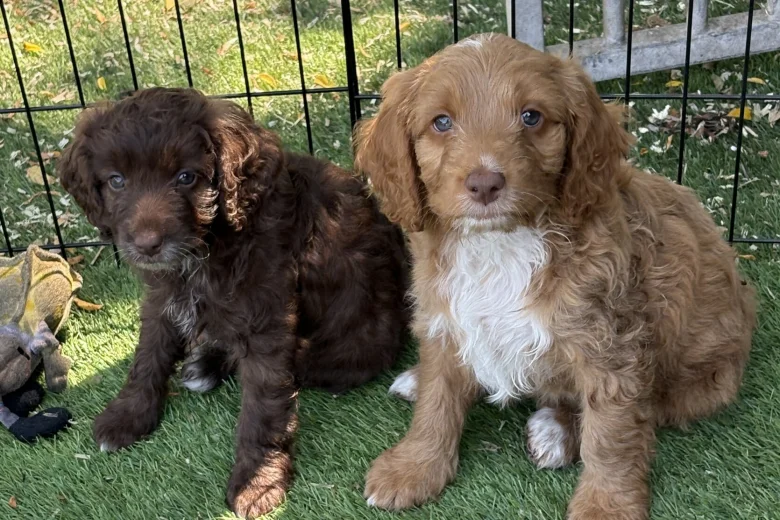 Mixed Breed