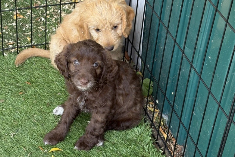 Mixed Breed