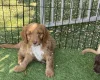 Mixed Breed