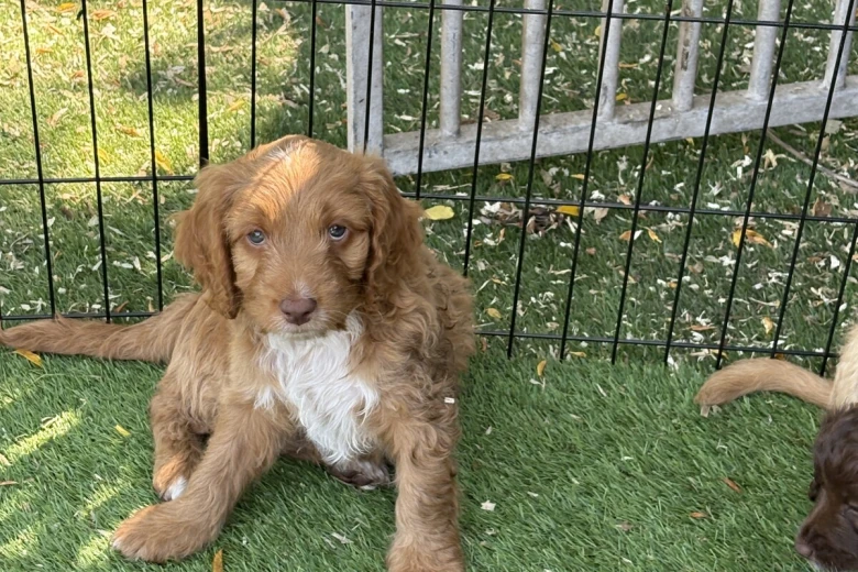Mixed Breed