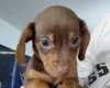 Mixed Breed
