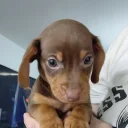 Mixed Breed