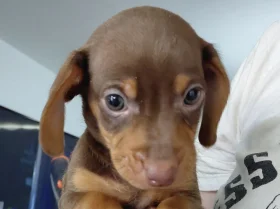 Mixed Breed