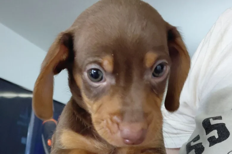 Mixed Breed