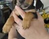 Mixed Breed