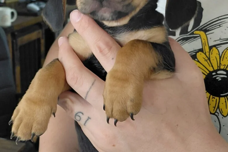 Mixed Breed