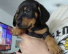 Mixed Breed