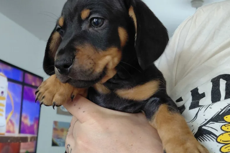 Mixed Breed