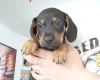 Mixed Breed