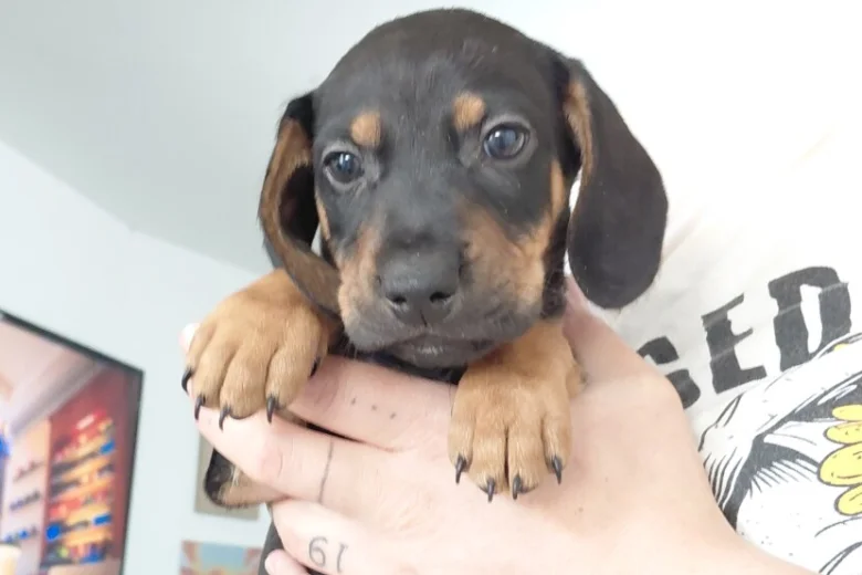 Mixed Breed